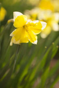 Yellow Narcissus, Early spring, Garden, Finland Yellow Narcissus, Early spring, Garden, Finland